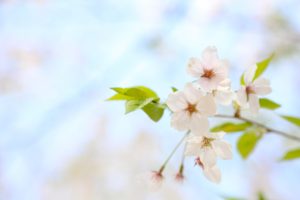 お花見ならケアタクシーまねきねこ